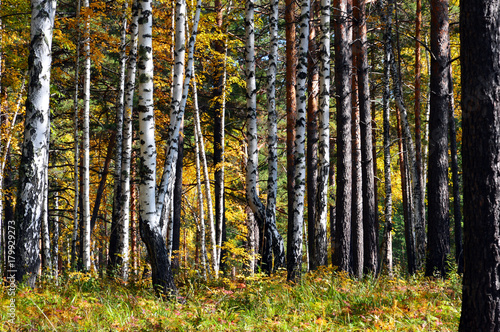 Fototapeta Naklejka Na Ścianę i Meble -  The trunks of the trees in the autumn forest. Pine and birch