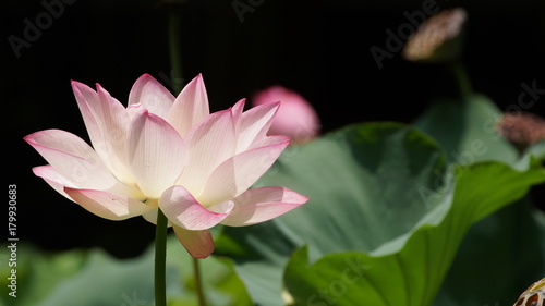 lotus flower pond