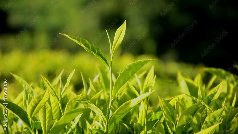 Close Up Of Tea Leaves Close Up Of Tea Leaves