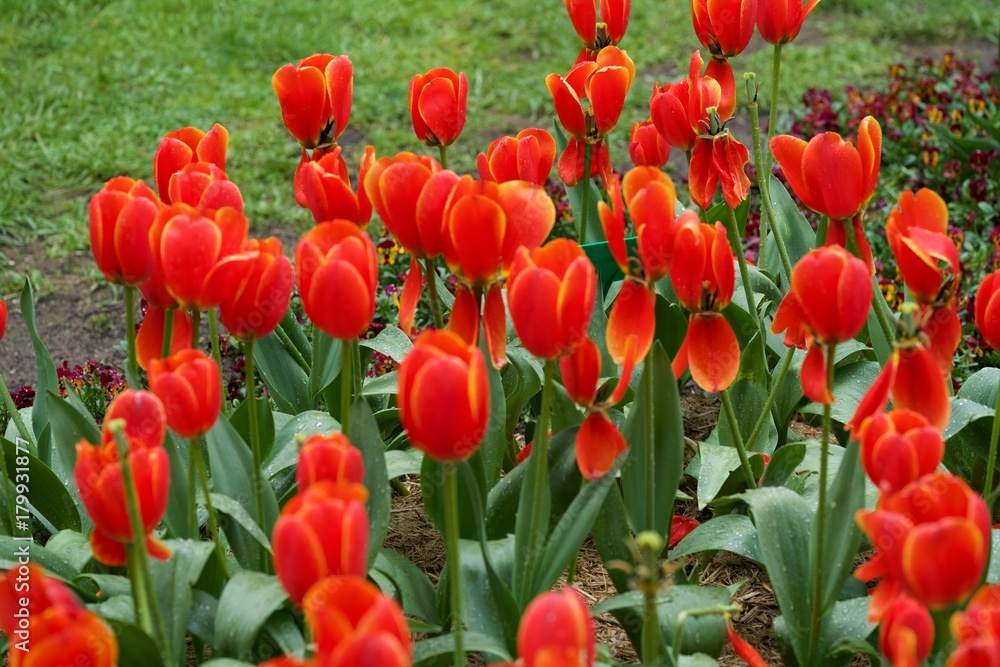 Fototapeta premium Red Tulips