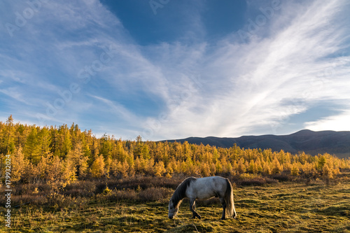 A horse is grazing in a forest glade