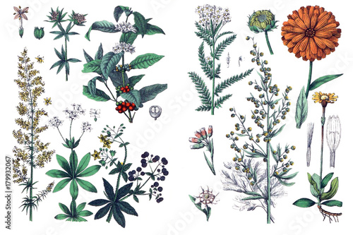Illustrations of plants. photo