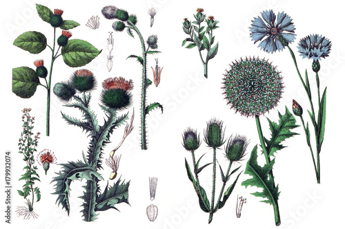 Canvas-taulu Illustrations of plants.