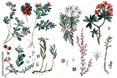 Illustrations of plants. photo