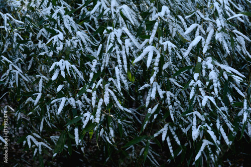 雪景色 笹の葉と雪