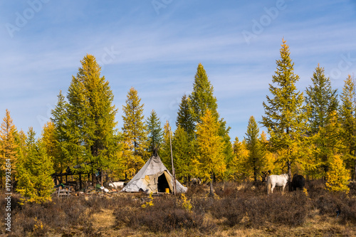 The camp of the Tsaatan - reindeer herders in the Mongolian taiga