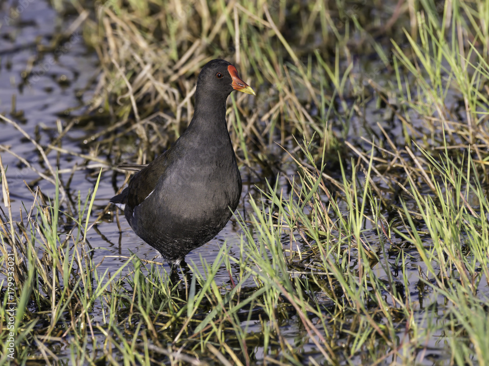 Common Moorhen Standing in the Pond