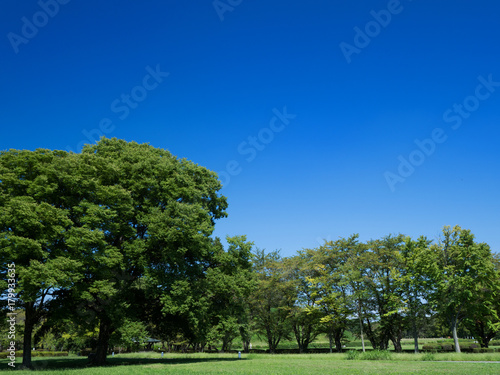 新緑の公園