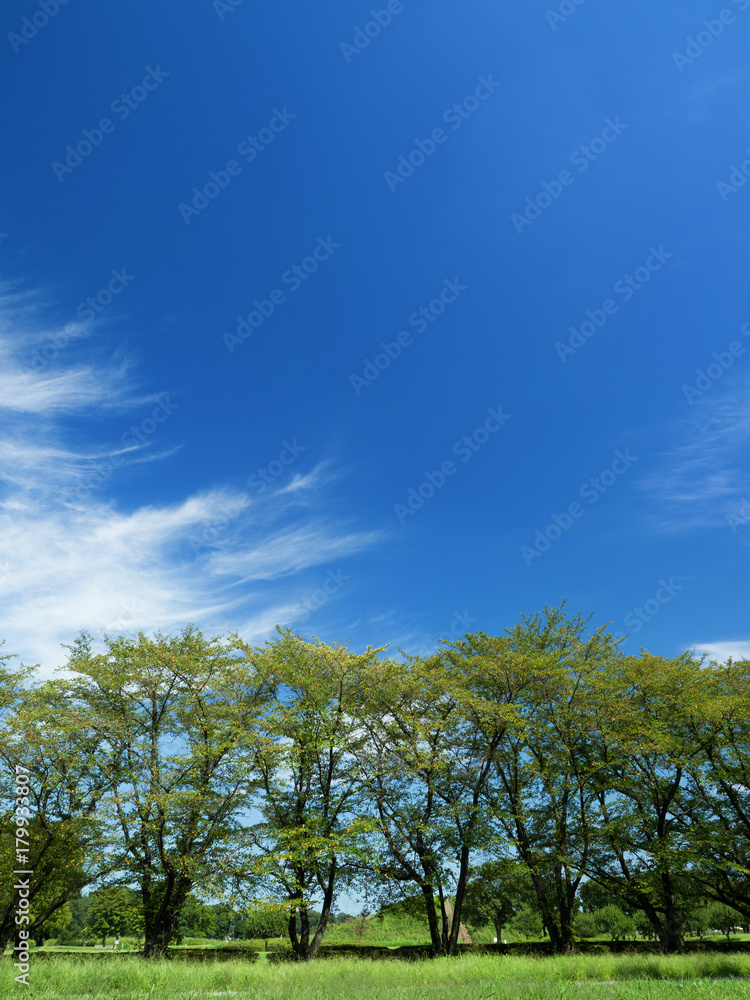 Obraz premium 緑の桜並木