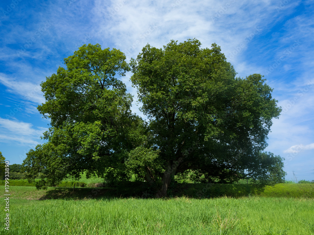 Fototapeta premium 新緑の公園