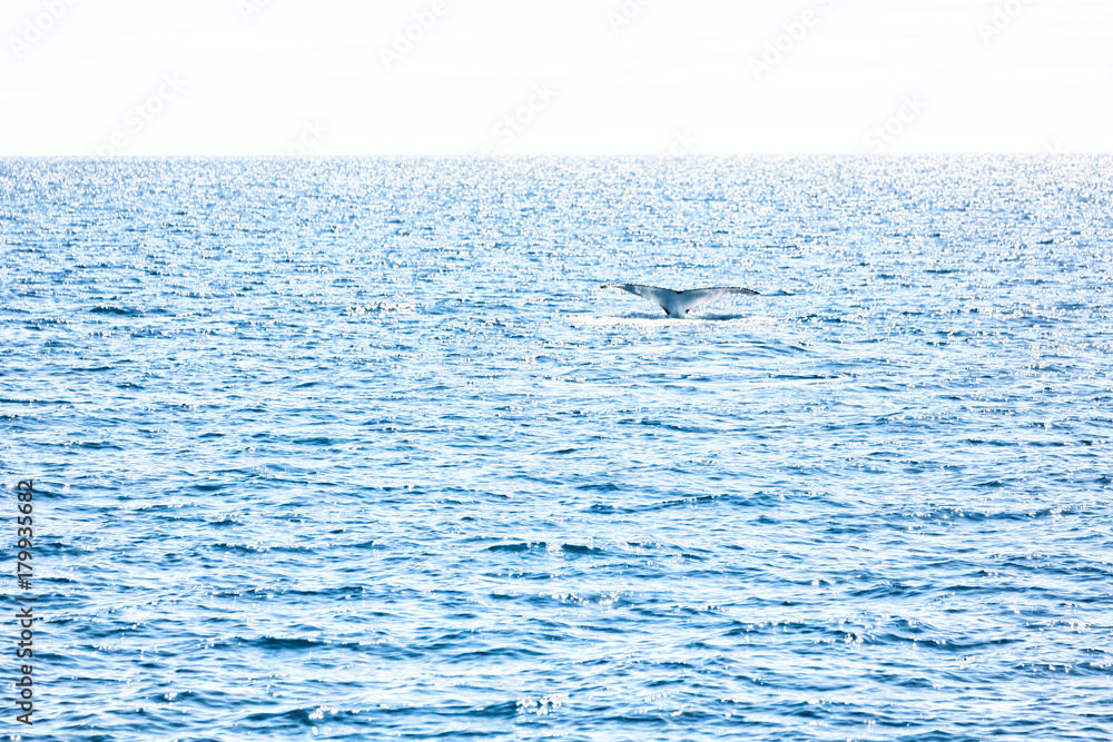 in australia a free whale in the ocean in australia a free whale in the ocean