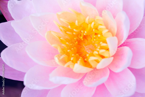 most beautiful pink lotus closeup at yellow pollen