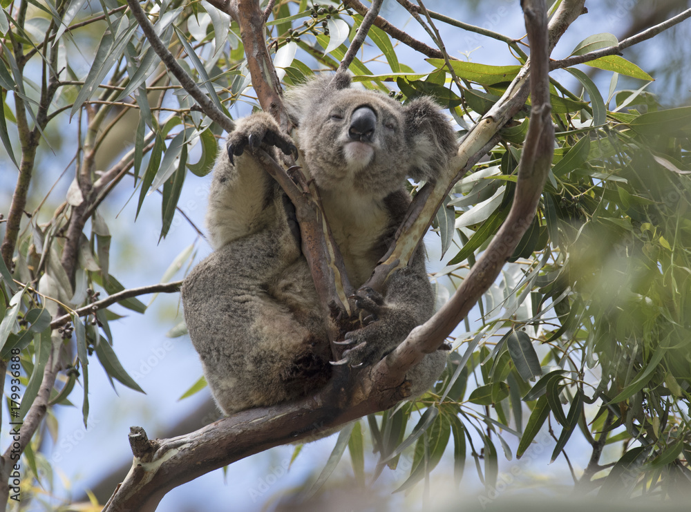 Fototapeta premium Koala resting at the top of an Australian gum tree.