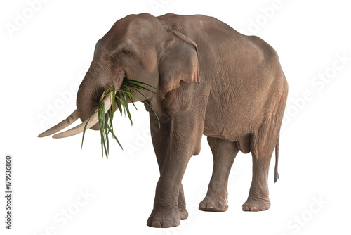 Photography happy elephant eating isolated on white background