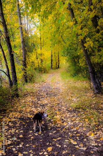 Fall roads in the northwest