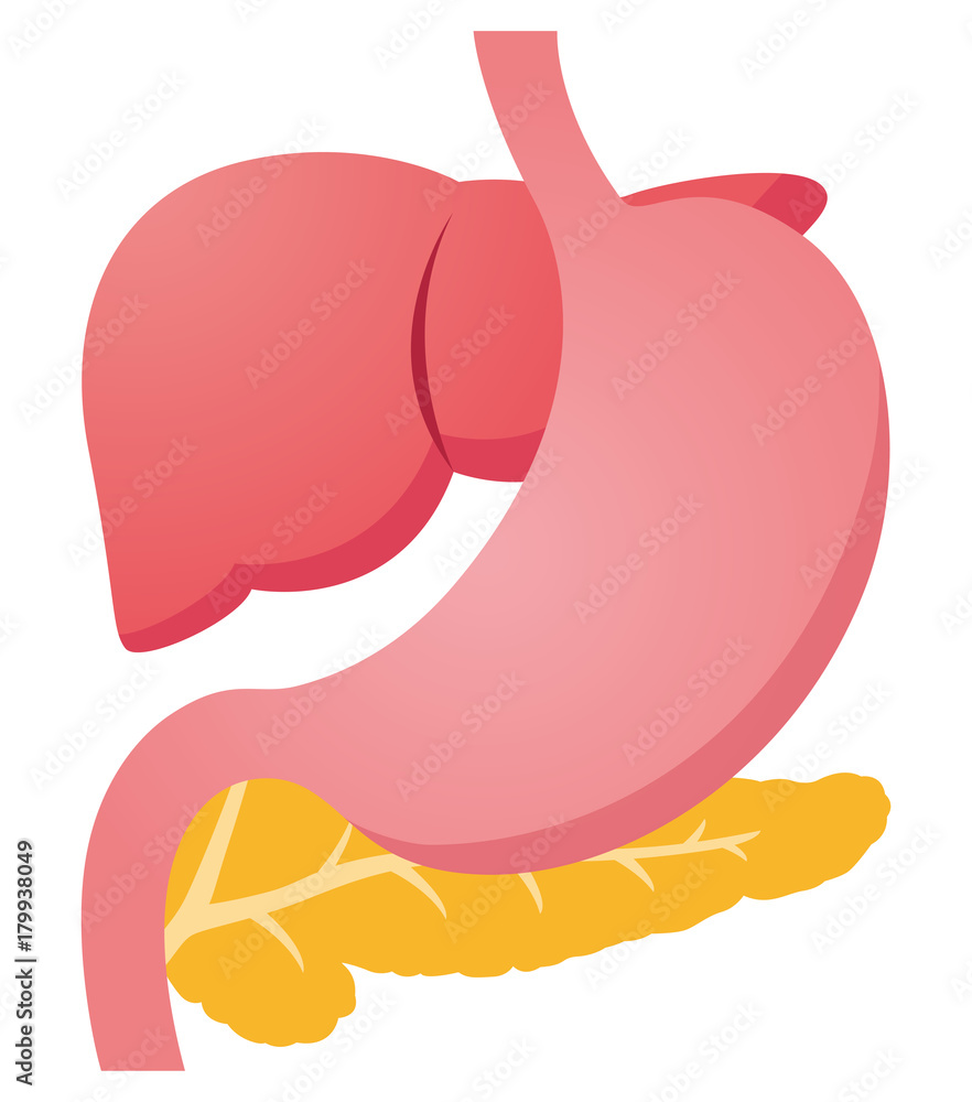 臓器 肝臓 膵臓 胃 Stock イラスト Adobe Stock