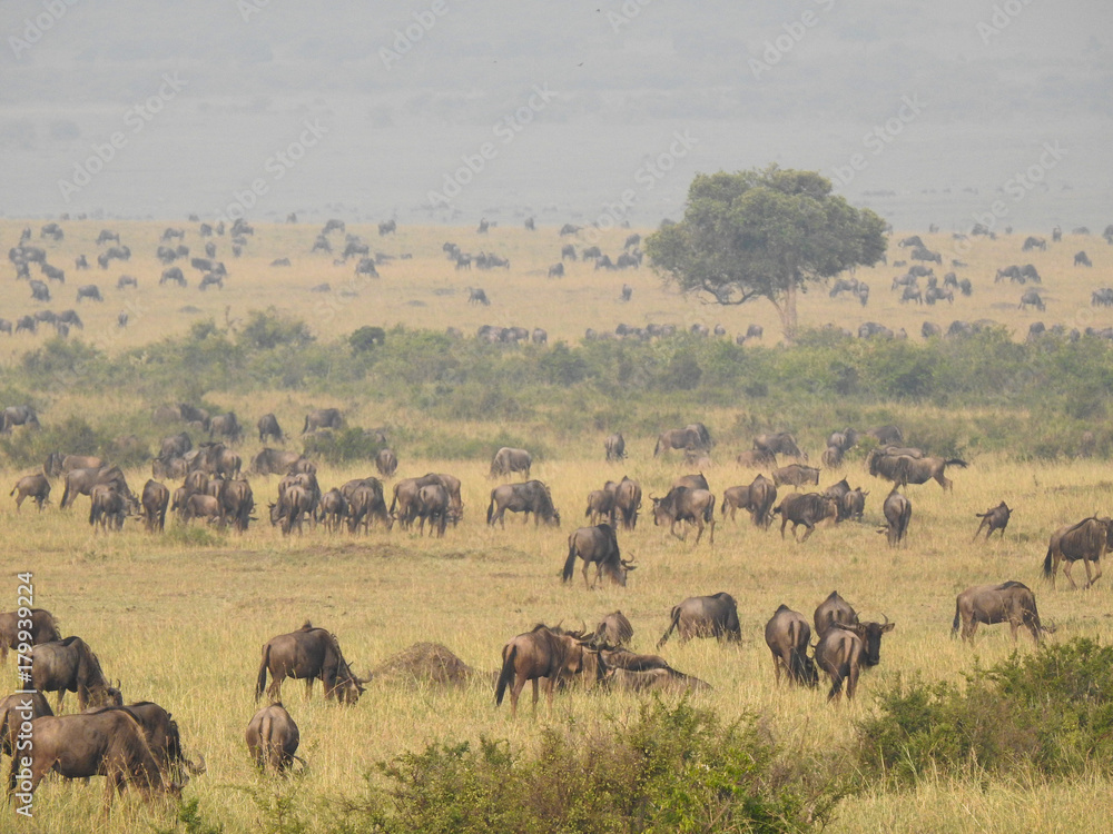Wildebeest Migration Wildebeest Migration