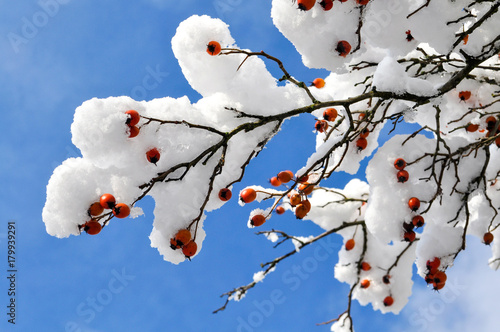 rote Winterfrüchte auf tief verschneiten Baum in Göhren auf Rügen