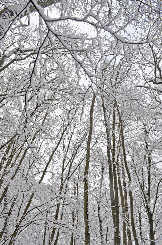 Schneebedeckte Bäume, Winterwald auf Rügen