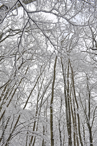Schneebedeckte Bäume, Winterwald auf Rügen © textag