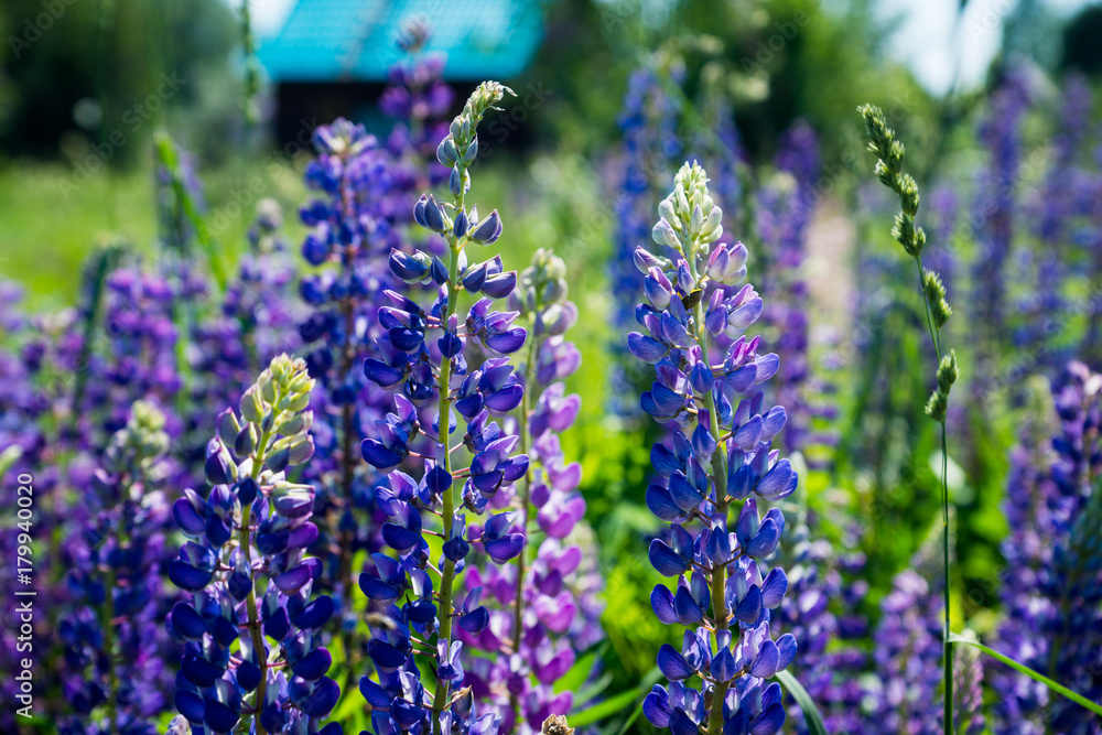 Obraz premium Lupine flowers different colors on the field. Selective focus.