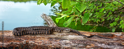 Northern Water Snake Wisconsin photo