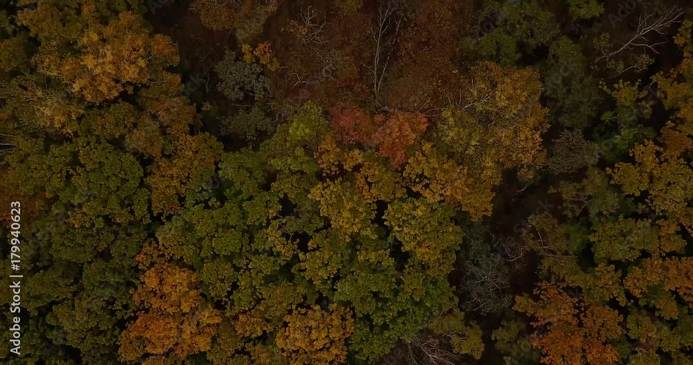 Aerial View. Flying over the beautiful sunny forest trees. Aerial camera shot. Landscape panorama. Primorsky krai Aerial View. Flying over the beautiful sunny forest trees. Aerial camera shot. Landscape panorama. Primorsky krai