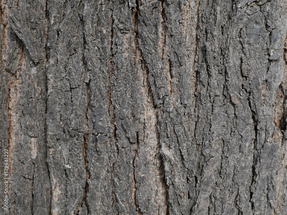 Fototapeta premium écorce arbre