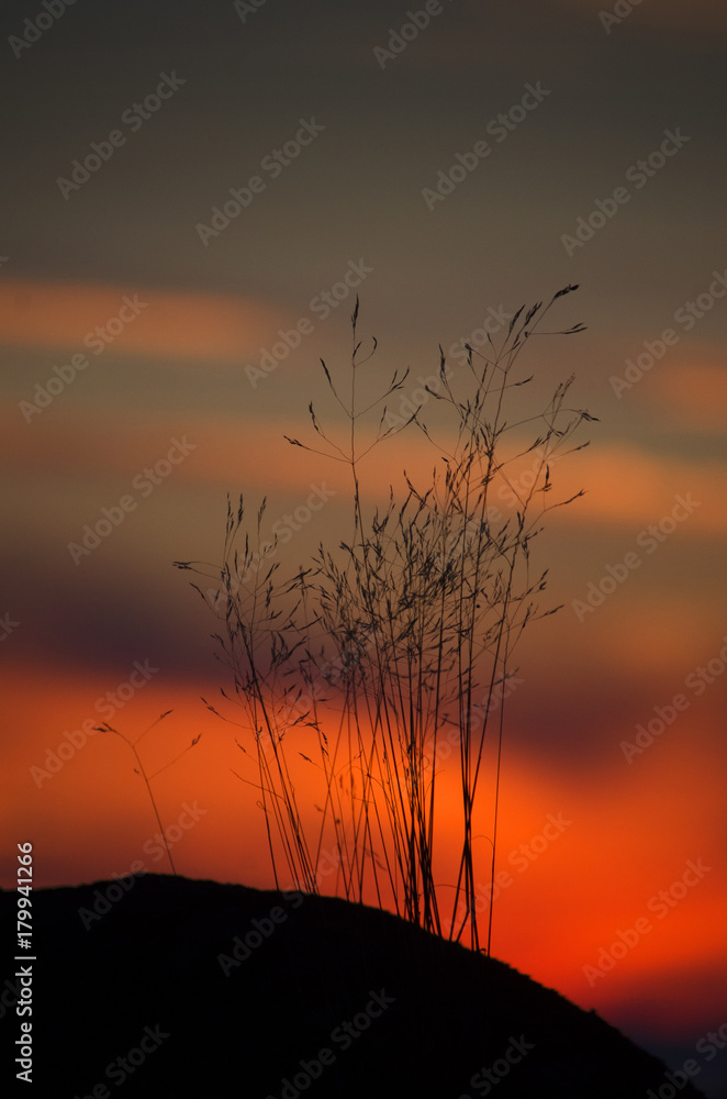 grass in sunset