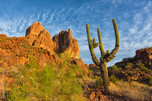 saguaro cactus in the Superstition wilderness Arizona photo