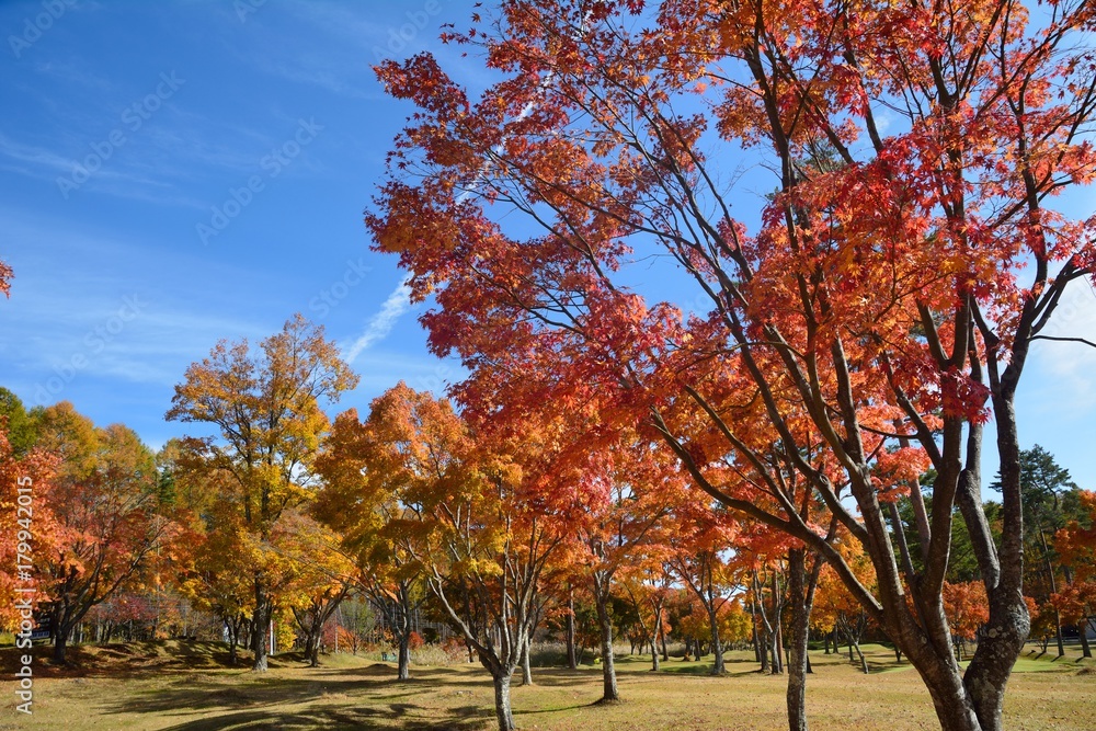 Naklejka premium 秋の楓の林の紅葉