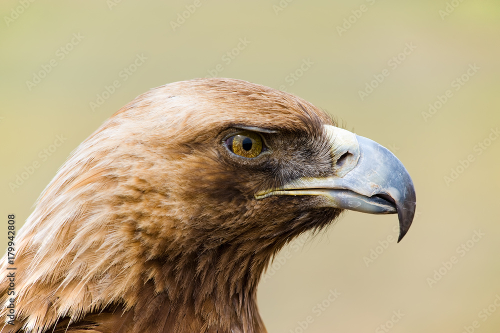 Fototapeta premium Golden Eagle. Aquila chrysaetos.