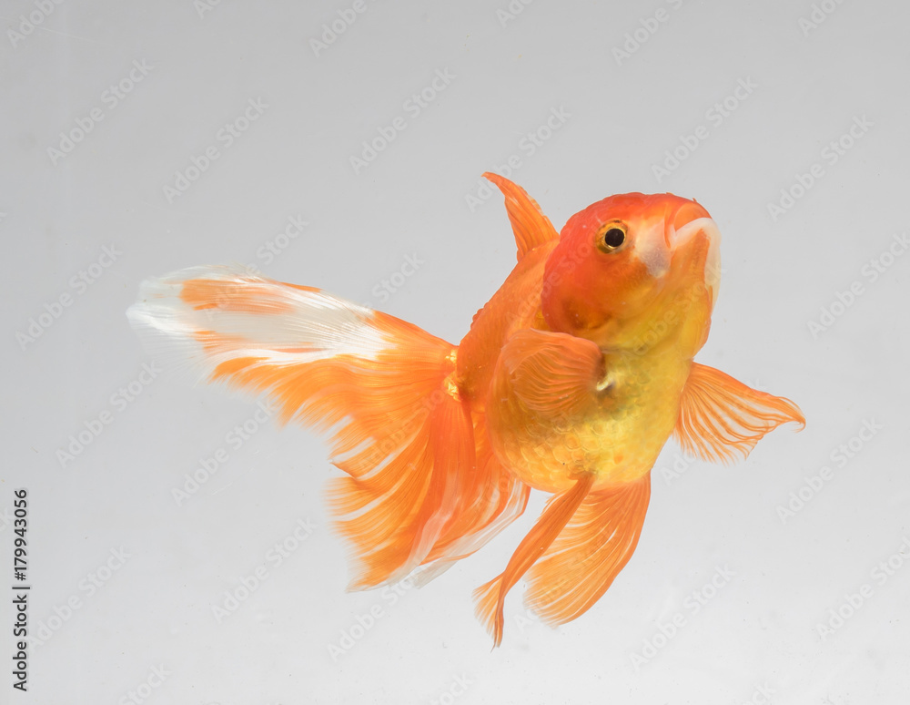 Goldfish isolate on a gray background Goldfish isolate on a gray background
