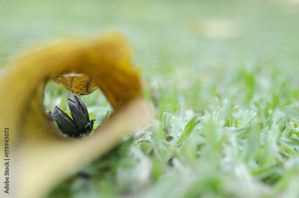 hold of dried leaf on green grass hold of dried leaf on green grass
