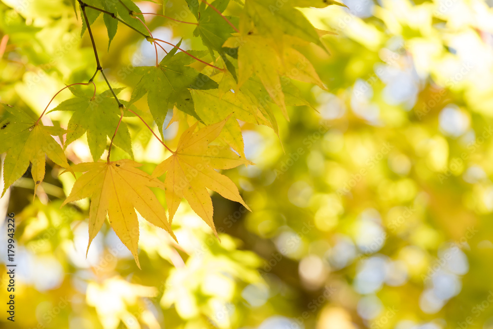 紅葉の風景 紅葉の風景