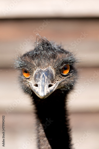 in the park of australia the free emu bird