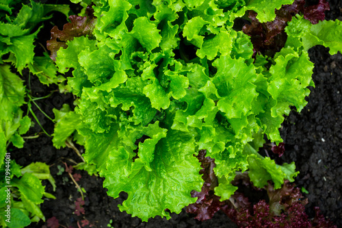 Lettuce growing in the garden. Selective focus.