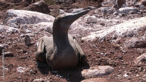 Bird pelican Flightless Cormorant Phalacrocorax harrisi on Galapagos Islands. Amazing beautiful inhabitant of Ecuador with long beak. Bright colorful video closeup. photo