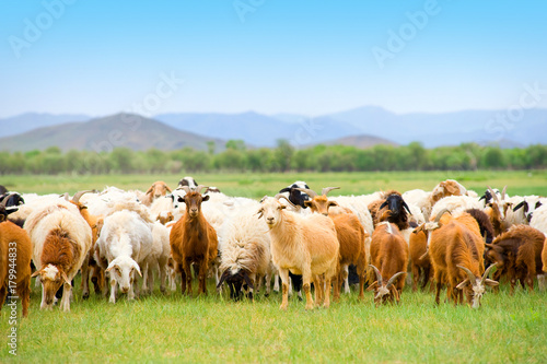 grazing flock of goats and sheep on grassland