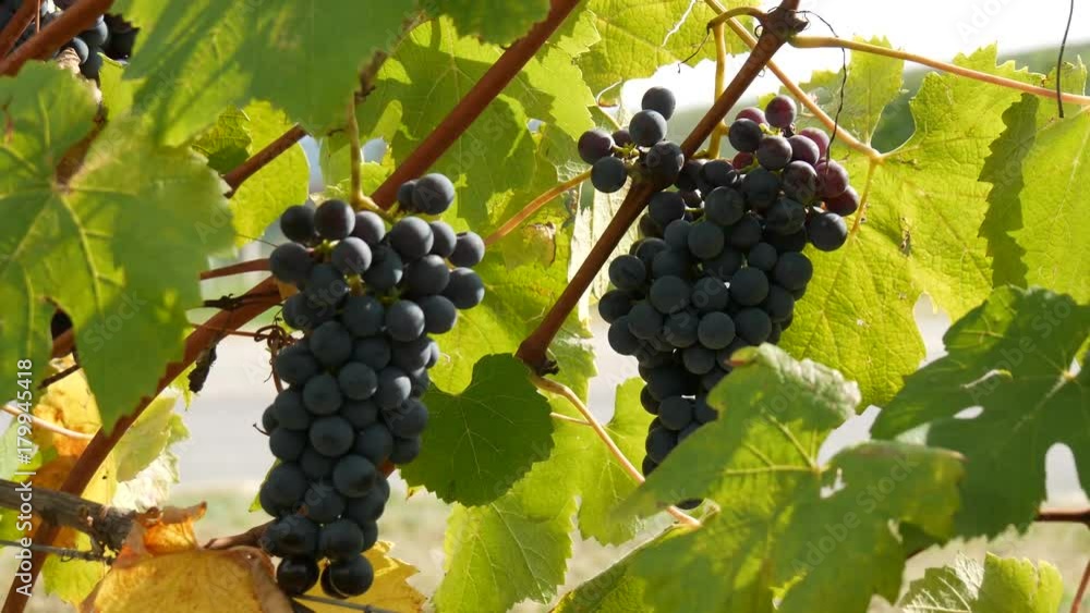 Coltivazioni di uva nelle Langhe per vino Barolo, Dolcetto e Novello Coltivazioni di uva nelle Langhe per vino Barolo, Dolcetto e Novello
