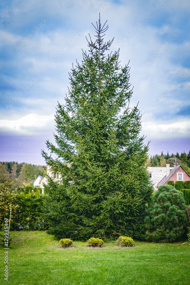 One big green high fir