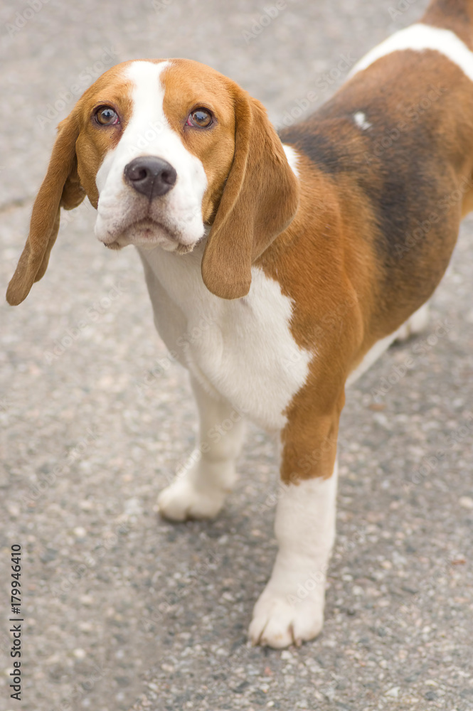 Hunting dog close-up