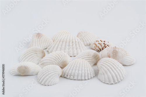some white shells on a white background 