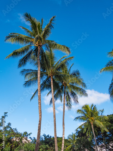 Hawaiian Coconut Palm Trees in Waikiki, Honolulu, Hawaii, USA