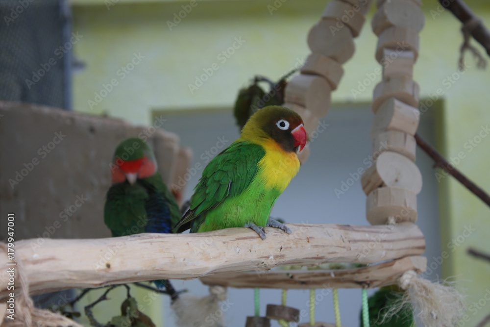 Naklejka premium Wild parrot bird.