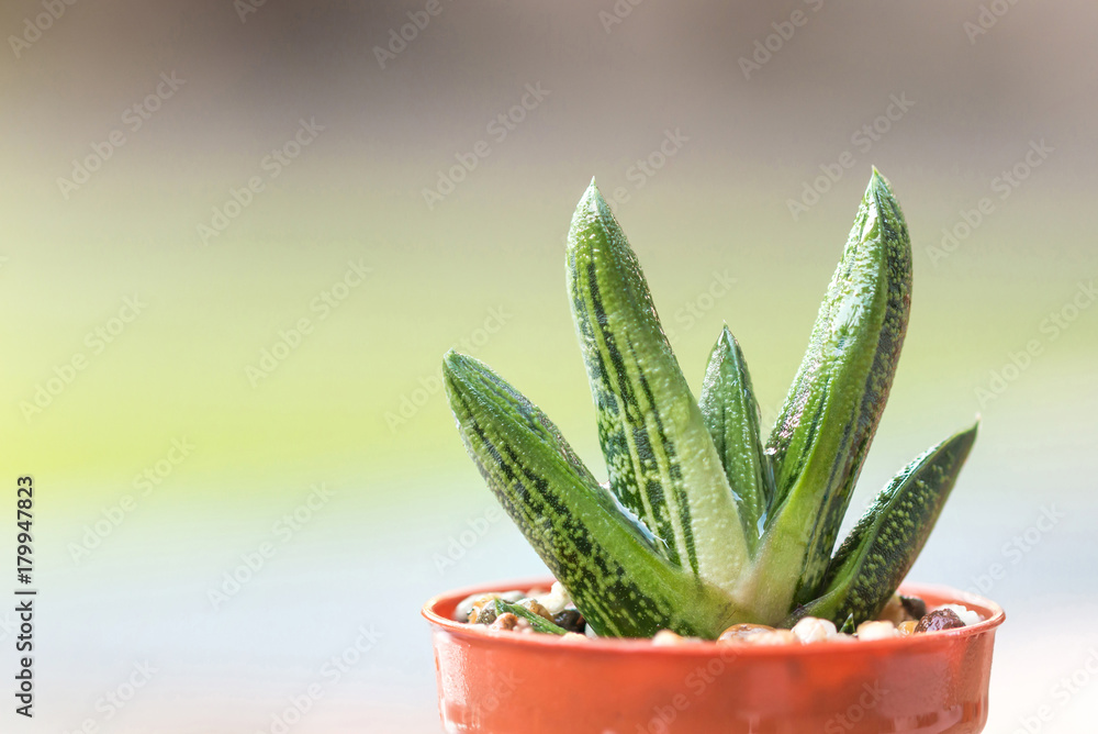 Macro shooting of small Gasteria little warty succulents plant with blurred green nature garden background. Macro shooting of small Gasteria little warty succulents plant with blurred green nature garden background.