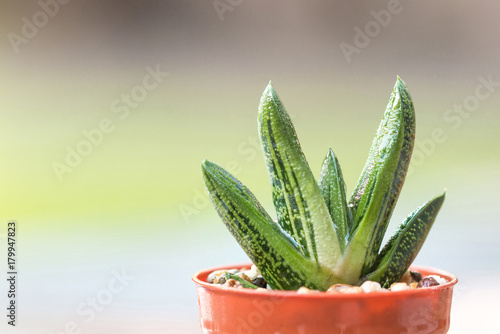 Macro shooting of small Gasteria little warty succulents plant with blurred green nature garden background.