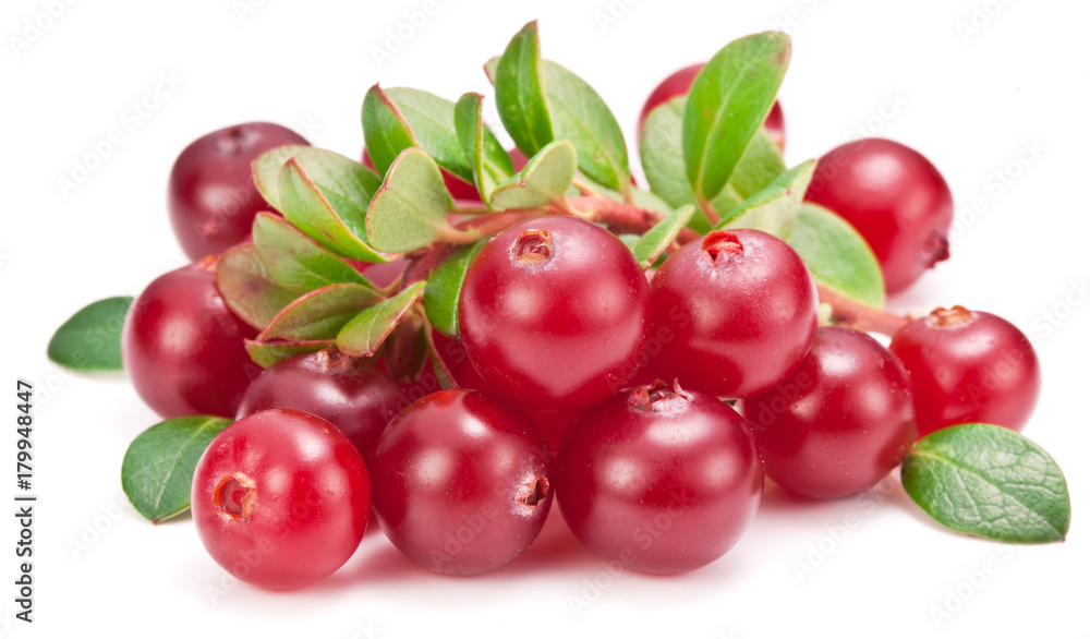 Ripe cranberries and green leaves on the white background. Ripe cranberries and green leaves on the white background.