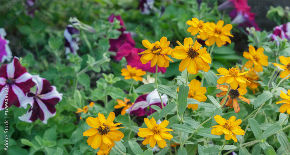 Fototapeta premium Beautiful flowers in the garden.