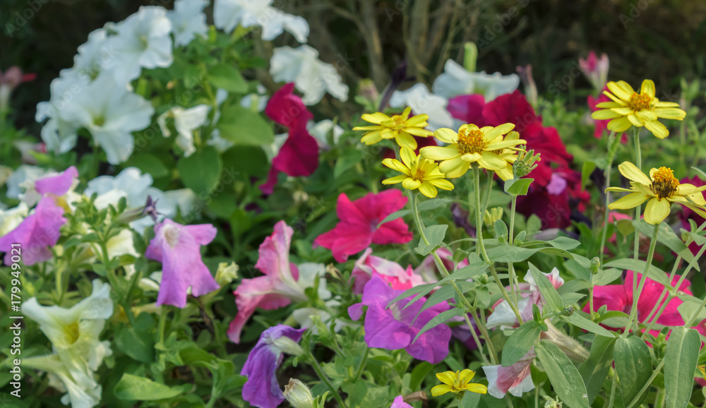 Beautiful flowers in the garden. Beautiful flowers in the garden.